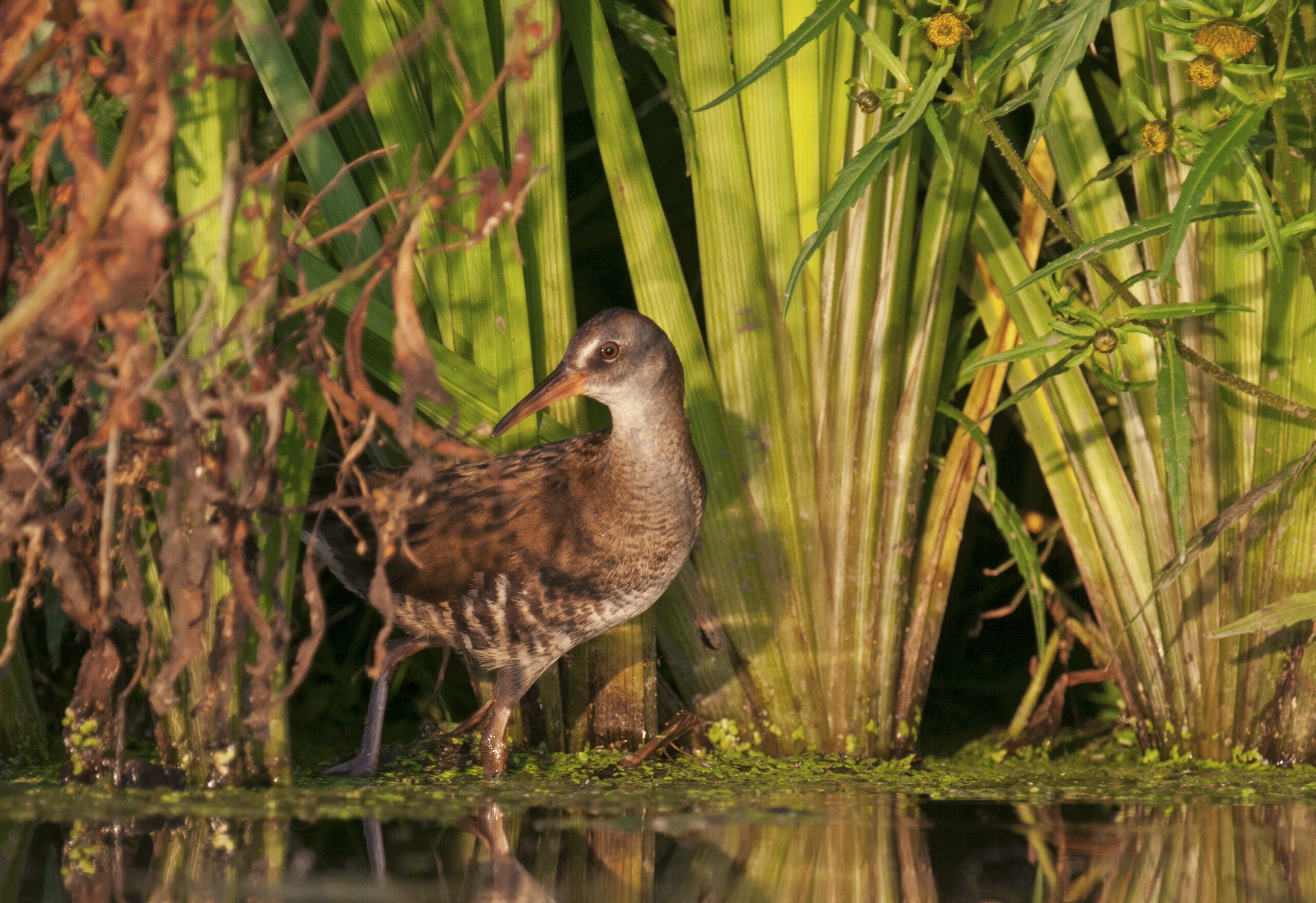waterral; water rail; rallus aquaticus