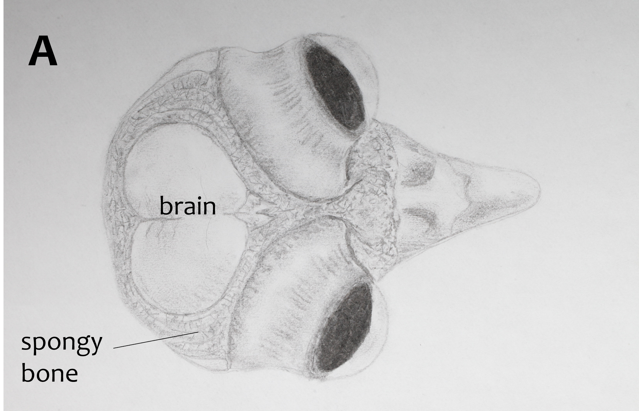 Drawing_owl_skull
