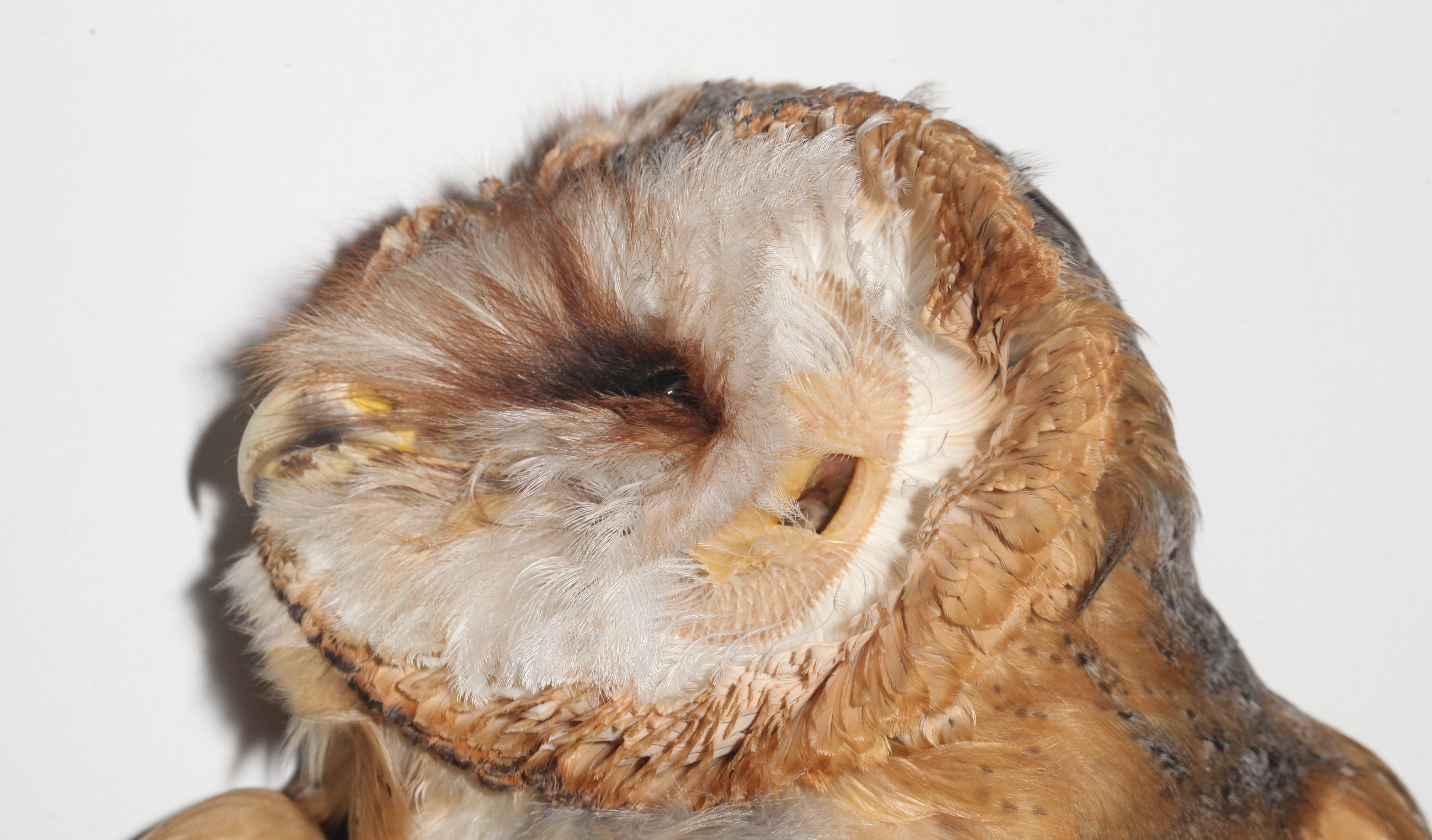 ear slit size variation among European owls