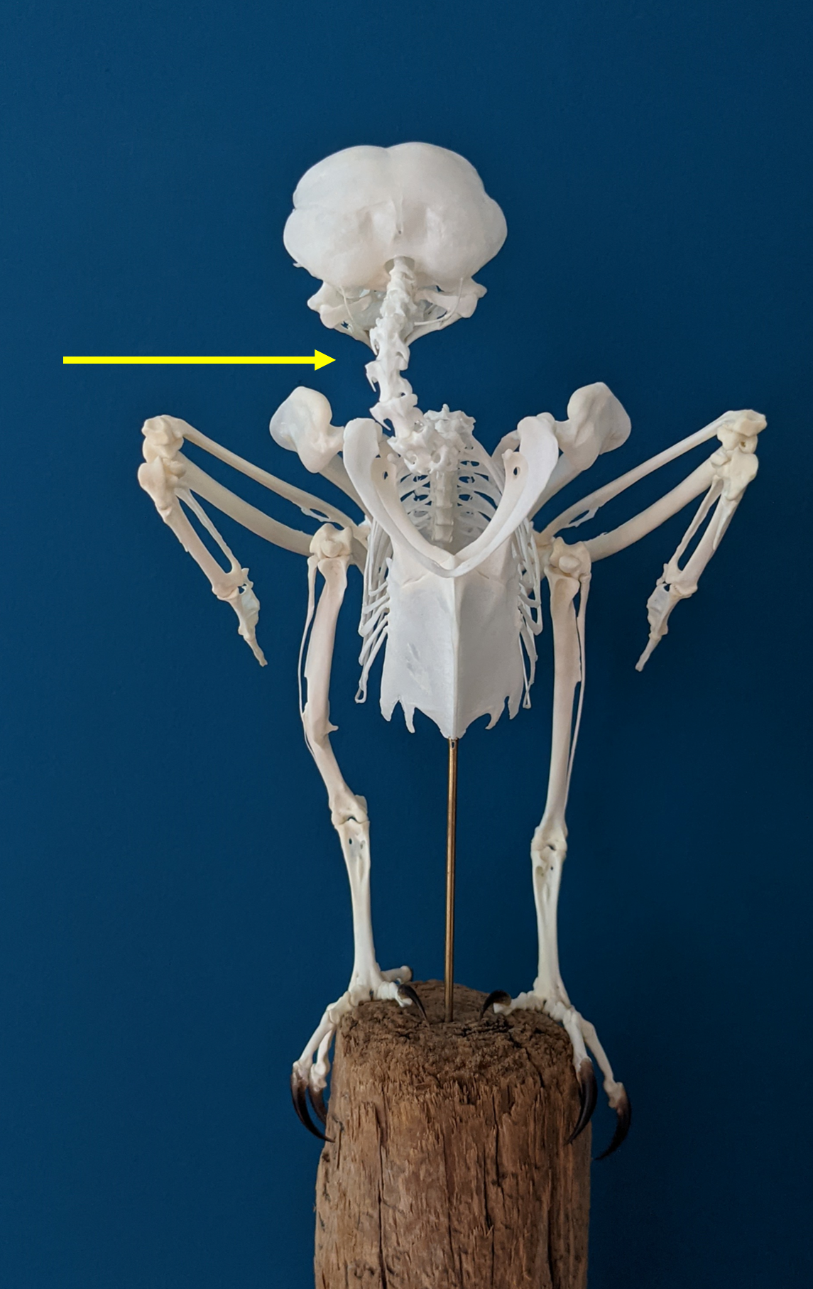 Short-eared_skeleton_neck rotation