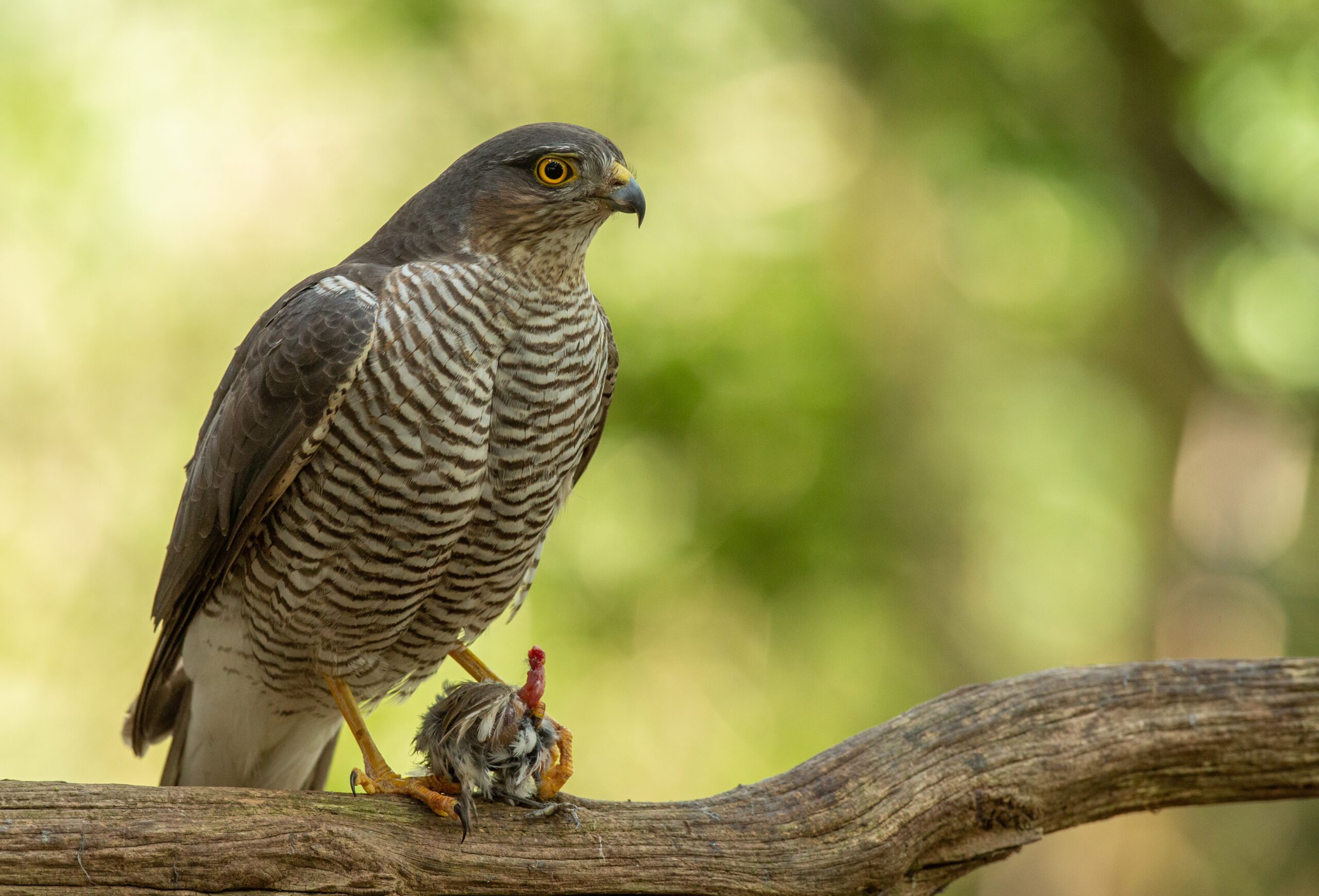 ear slit size variation among European owls