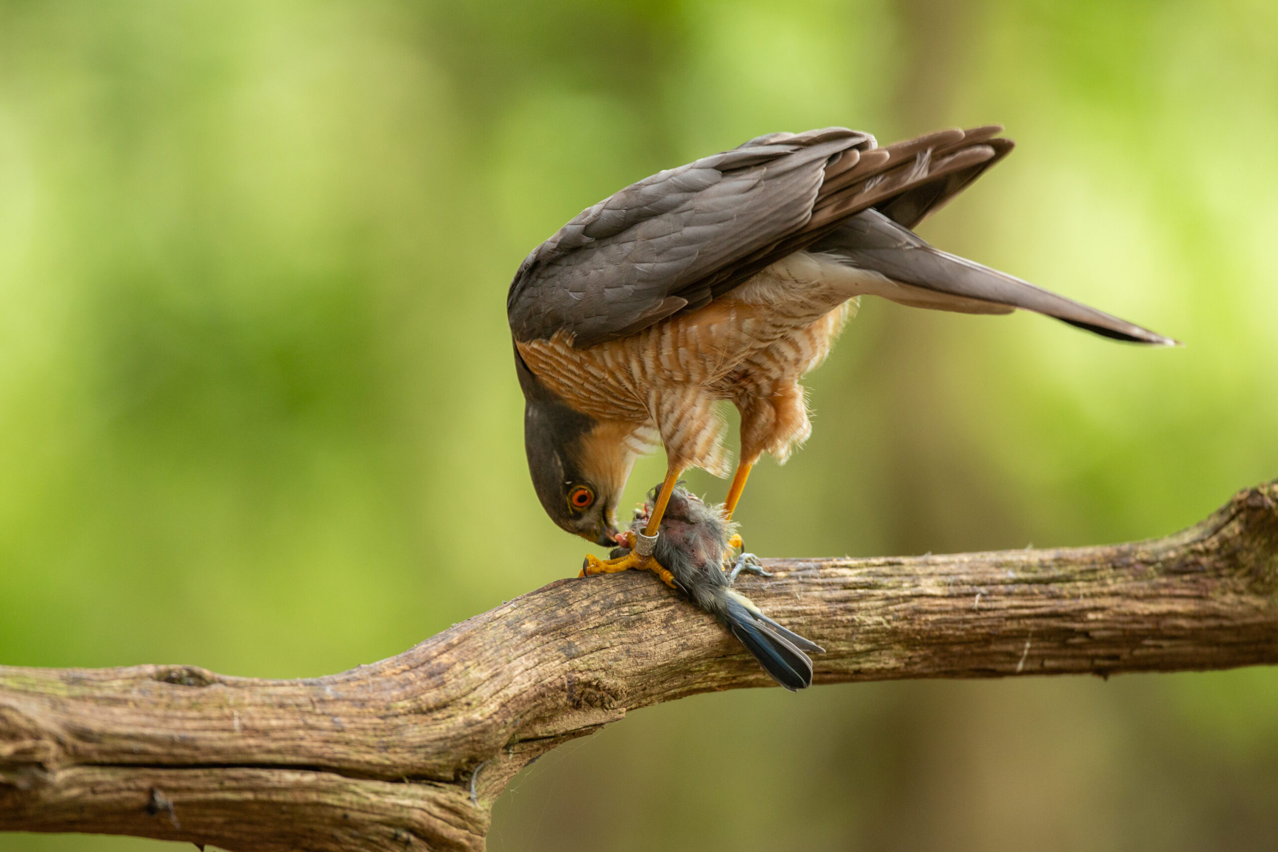 ear slit size variation among European owls