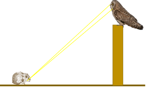 European Owl Special - Zoological Museum Netherlands