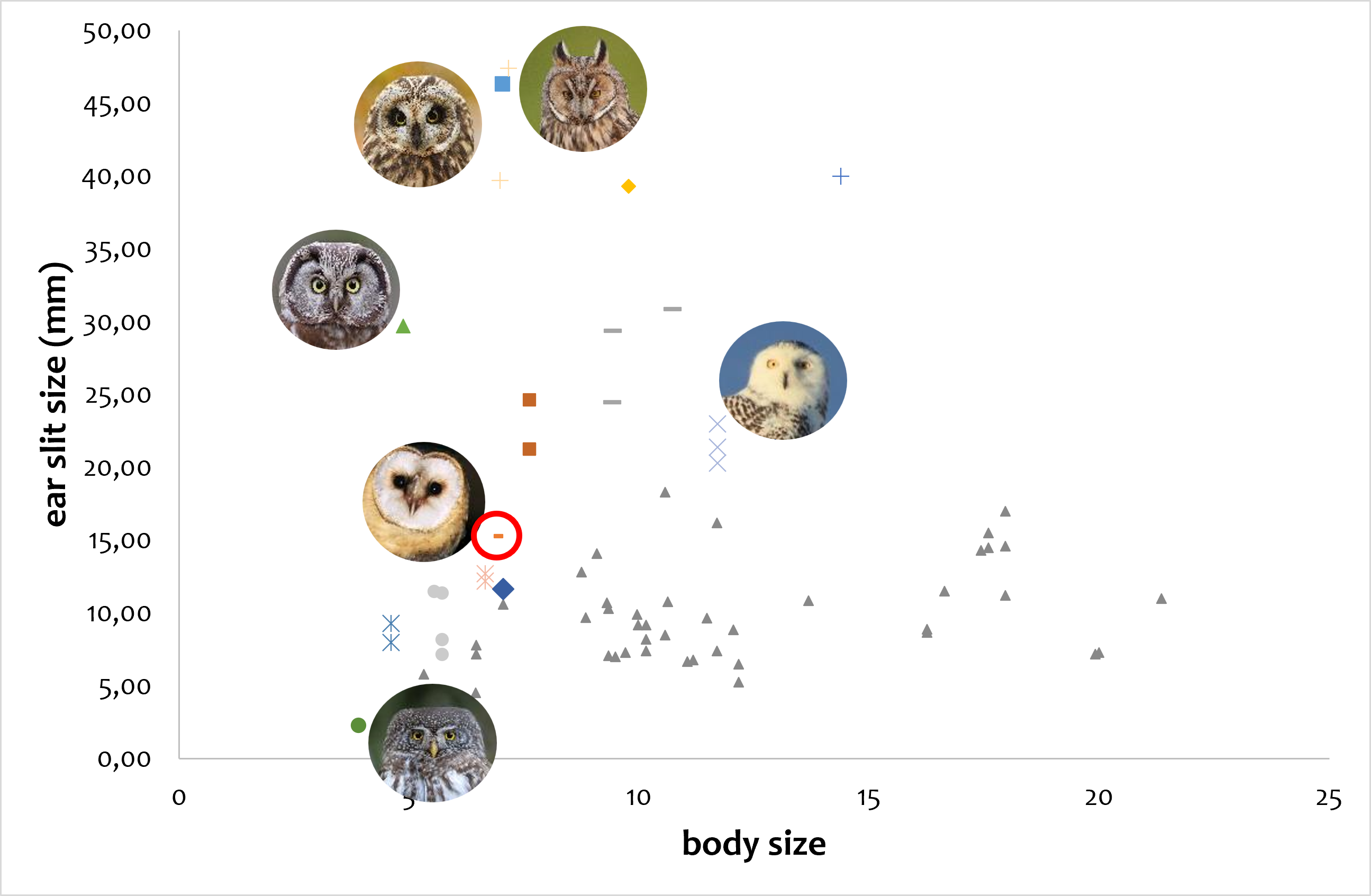 ear slit size variation among European owls