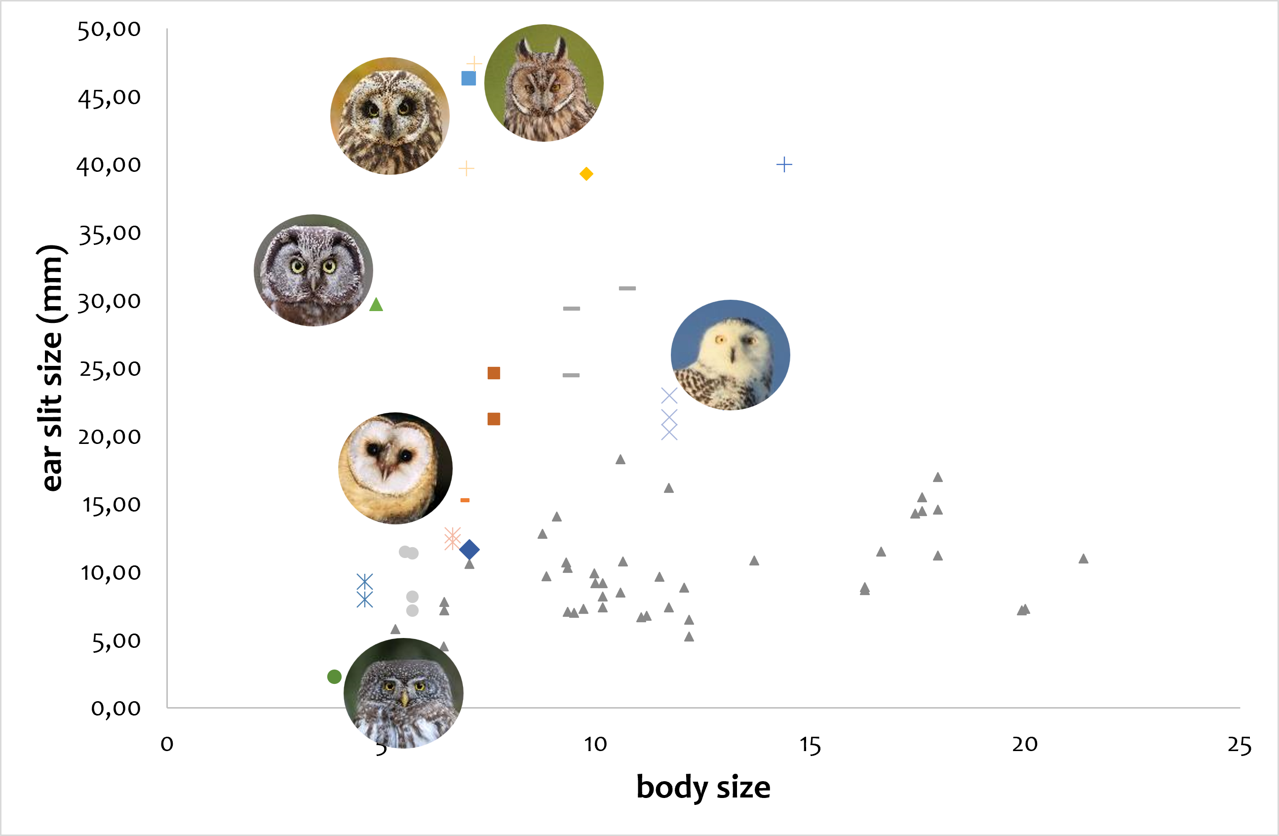ear slit size_graph_no red circle ear slit size variation among European owls