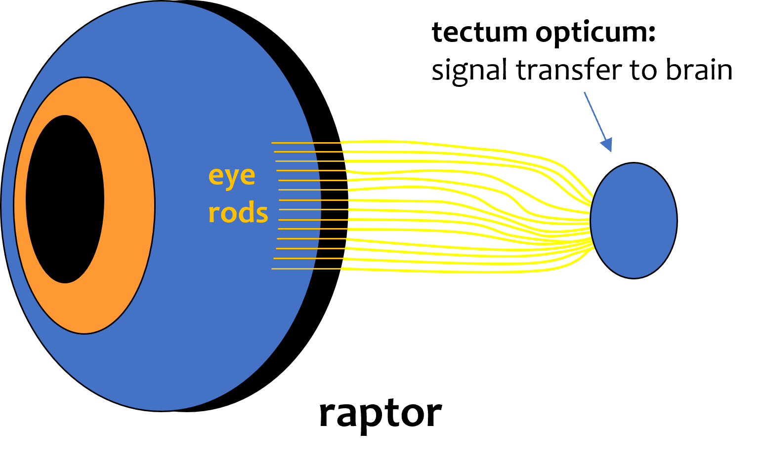 eye_rods_raptor