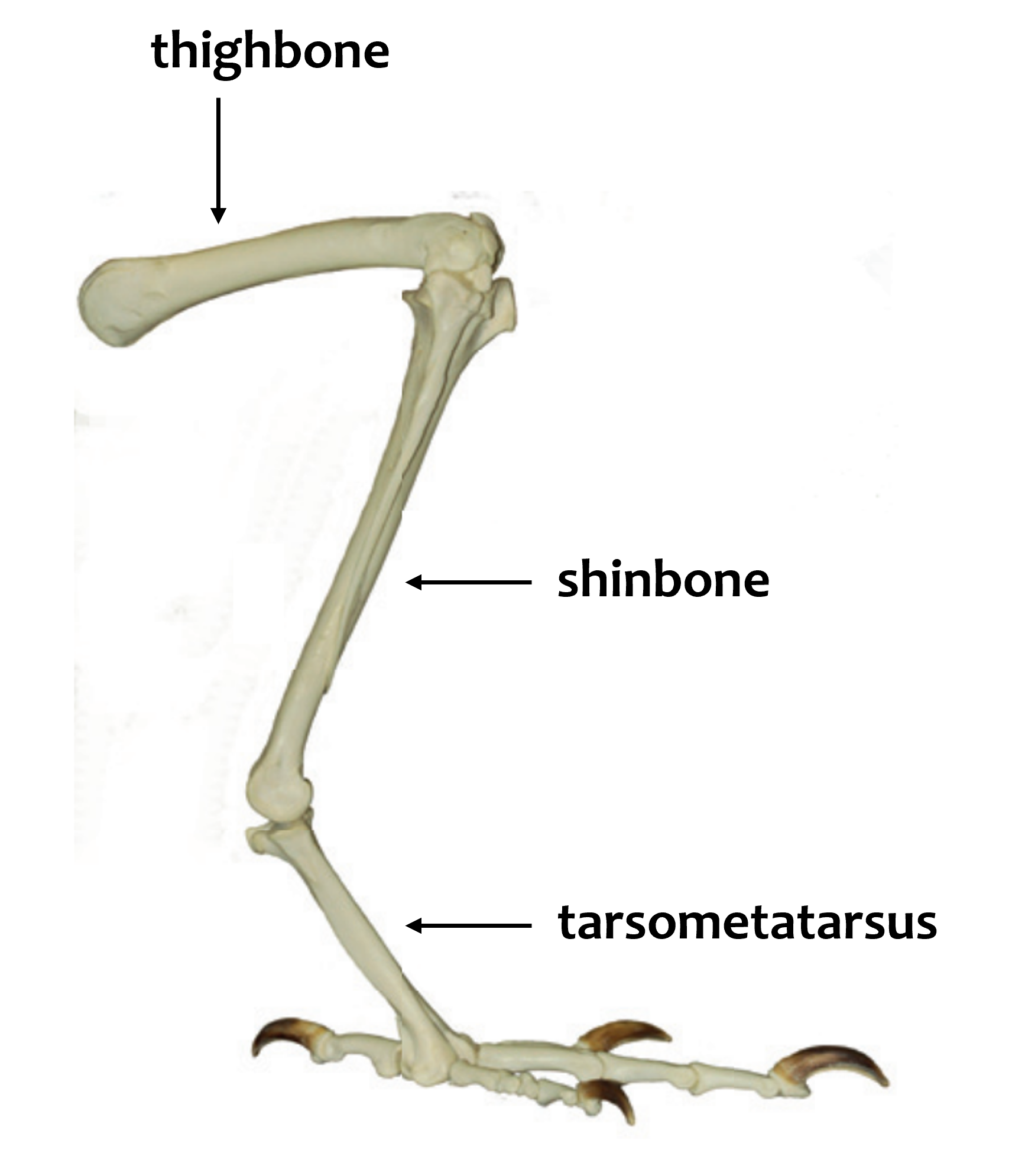 leg_anatomy_griffon_white