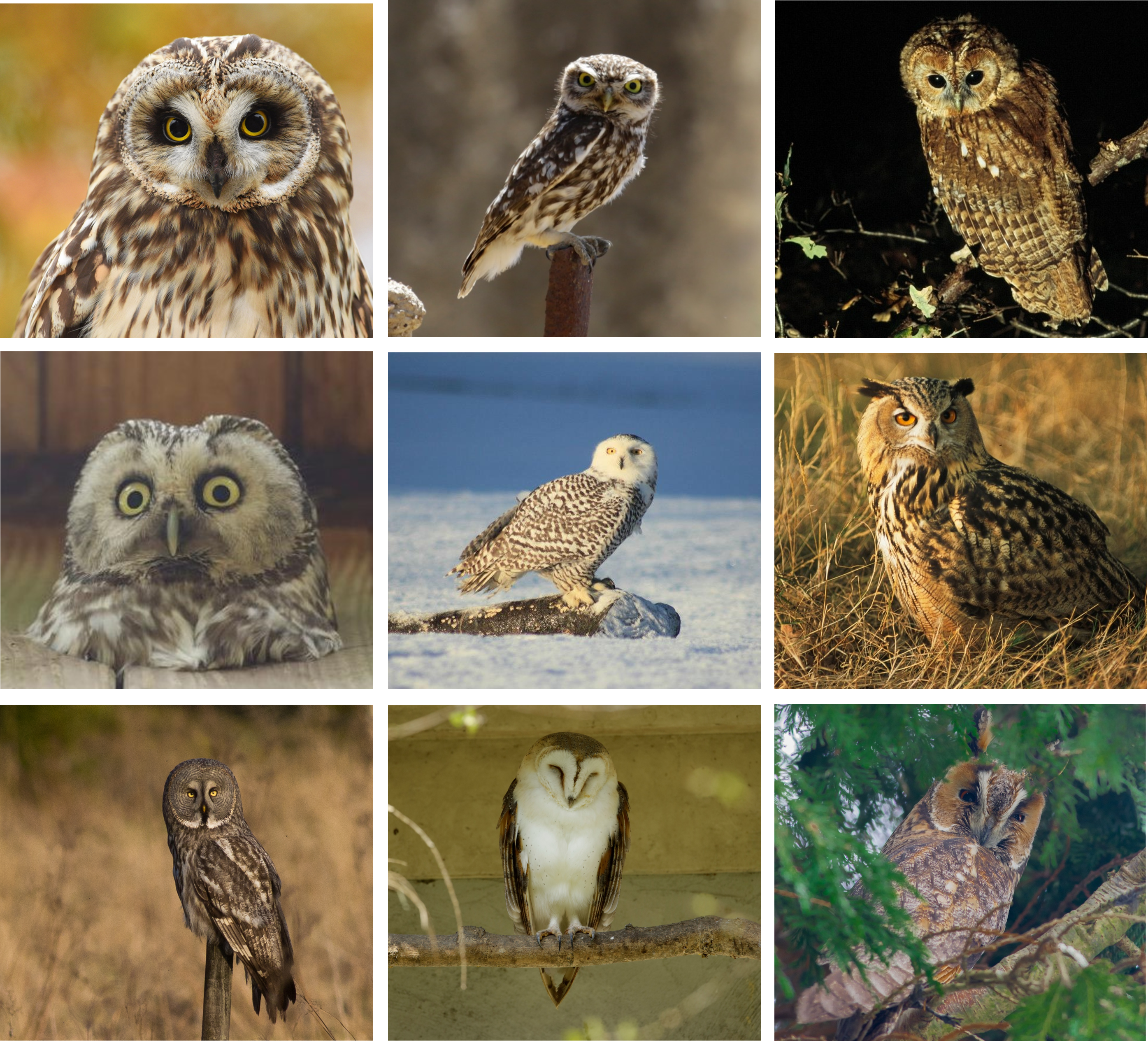 owl_species_overview