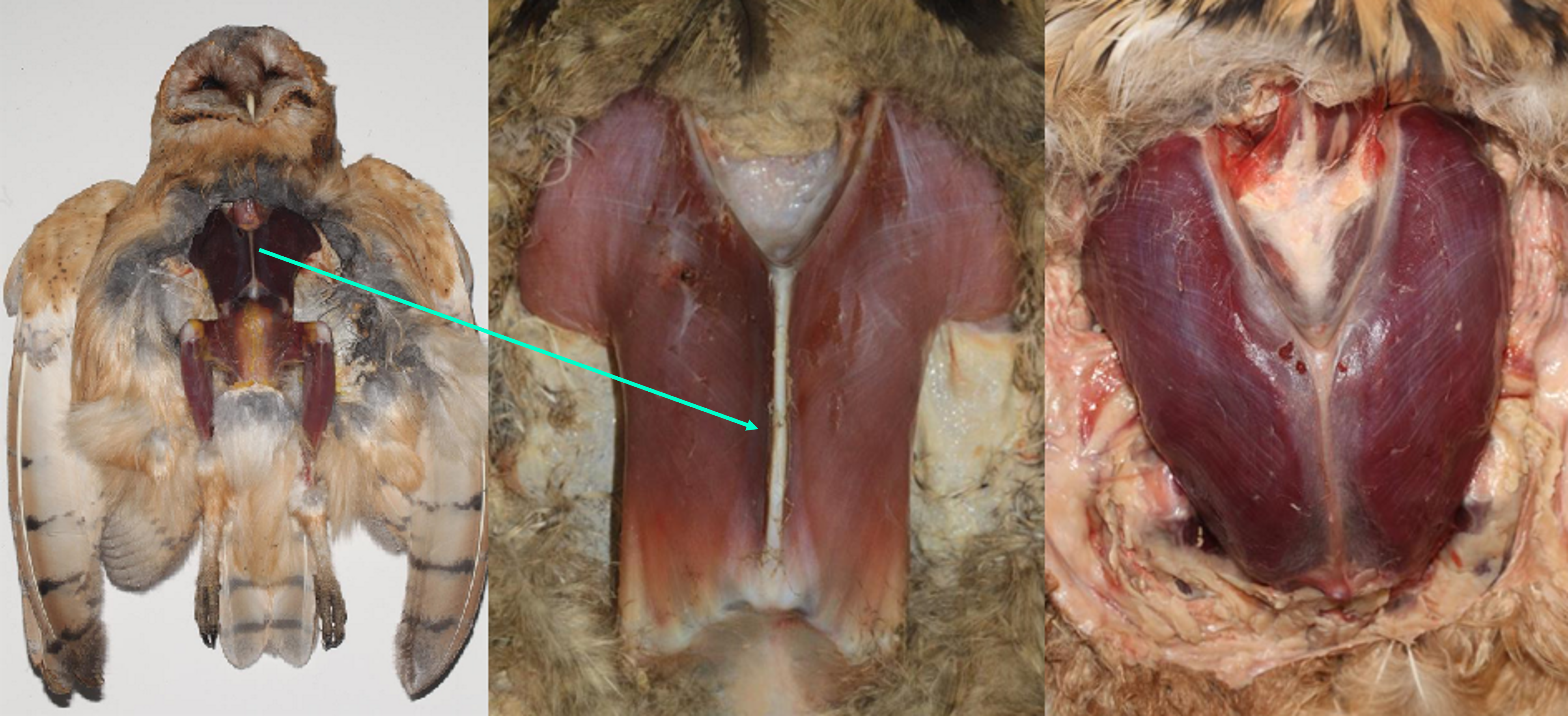 wing muscles comparison