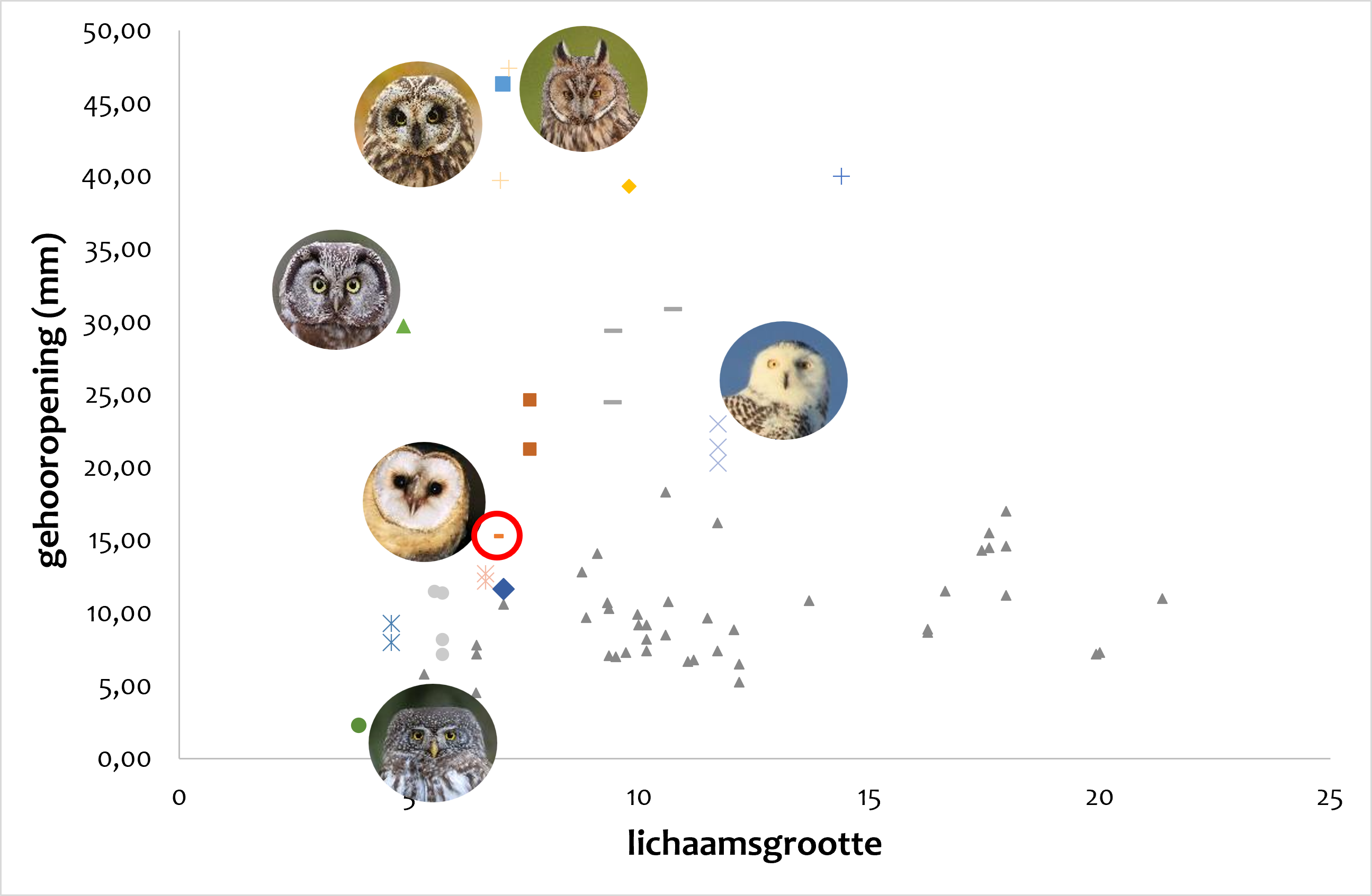 ear slit size variation among European owls