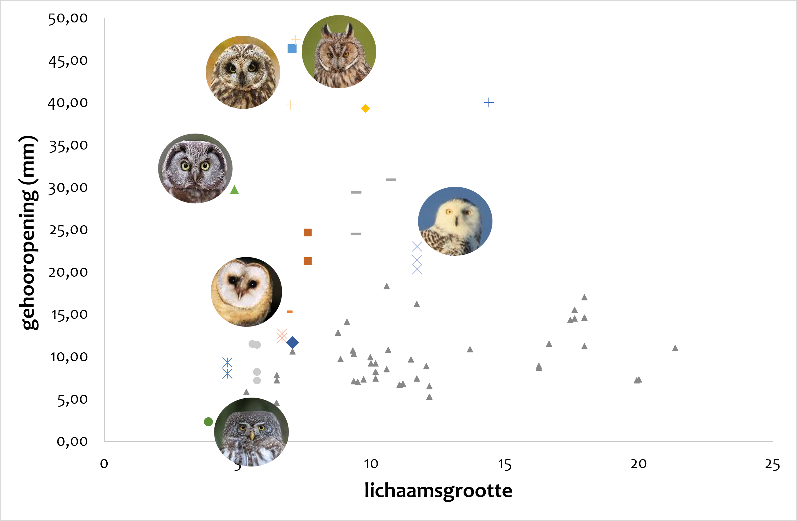 ear slit size variation among European owls