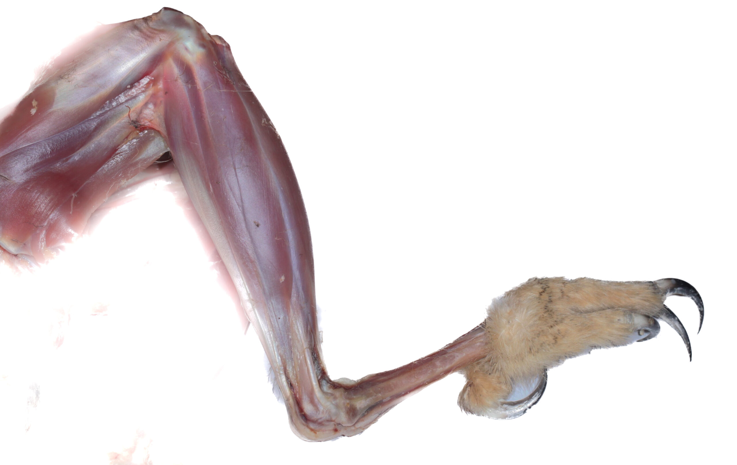 leg muscles_bubobubo-3