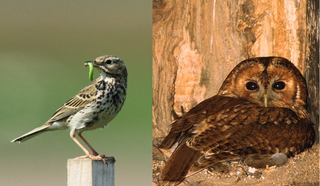 twisting neck owl other bird myth